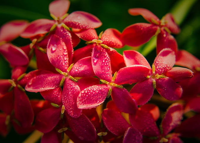 Morning drew on Ixora
