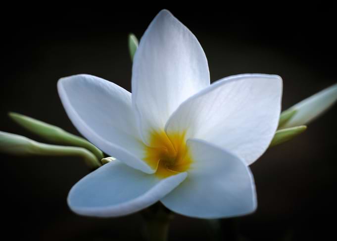 Plumeria solist