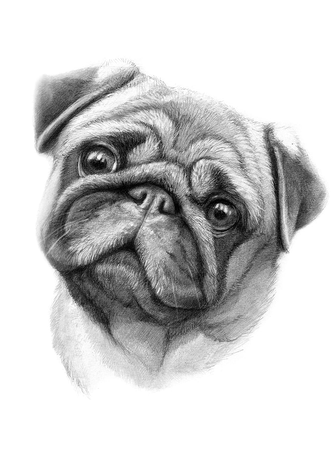 The Pug portrait by Svetlana Ledneva-Schukina ref.G2015 ...