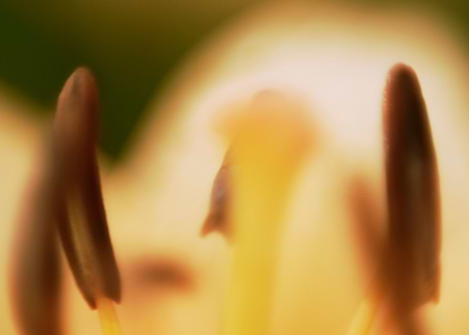 this a macro of flower