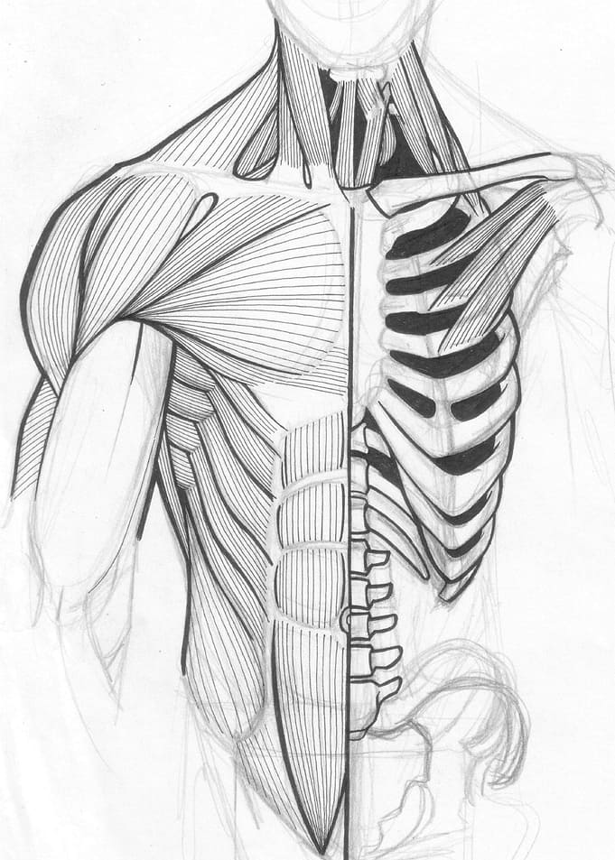Anatomy of torso sketch