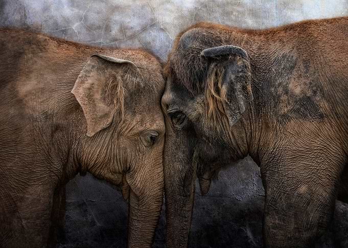 'I love You!' - two asian elephants heading tenderl ...