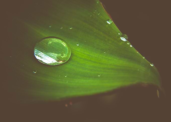 Raindrop on banana leaf