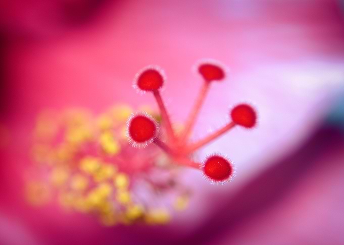 this is a macro of lily