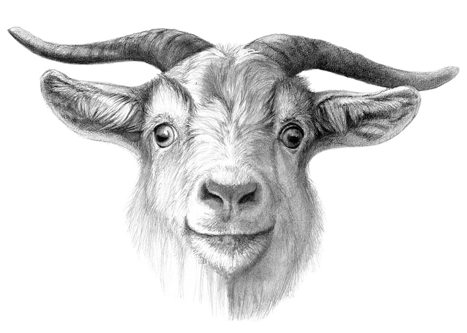 Curious Goat by schukina ref.G2015-124