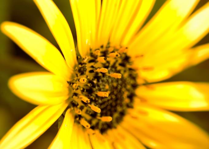 this is a macro of daisy flower