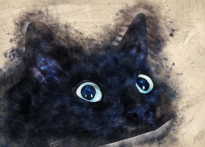 Black cat