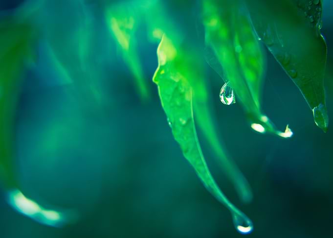 Green Meditate