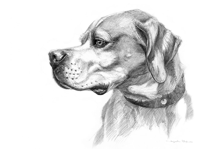 Pointer dog portrait G037 by Svetlana Ledneva-Schukina ...