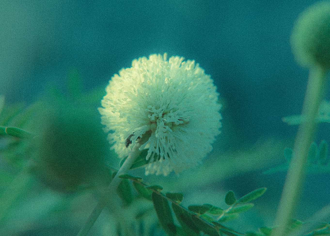 Chubby flower