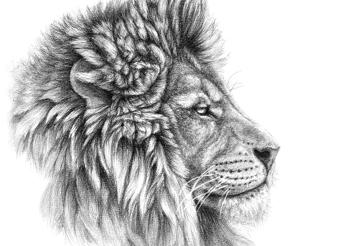 Lion portrait G044 by Svetlana Ledneva-Schukina ref.G20 ...
