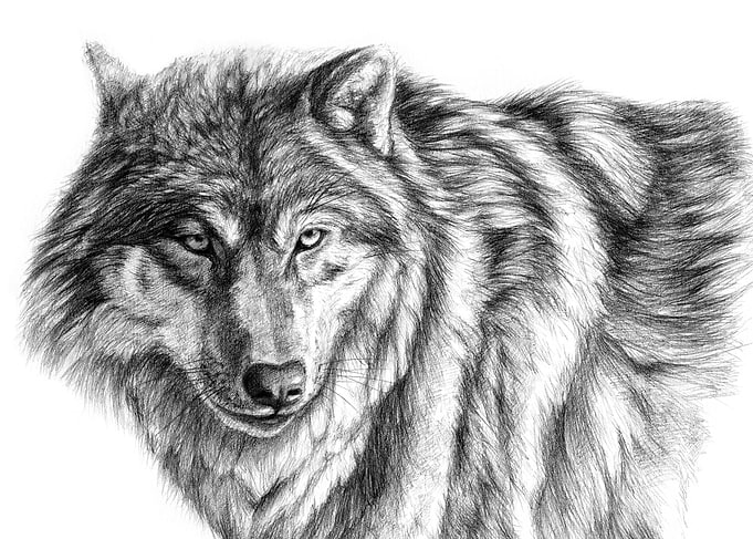 Wolf G031 by Svetlana Ledneva-Schukina ref.G2012-031