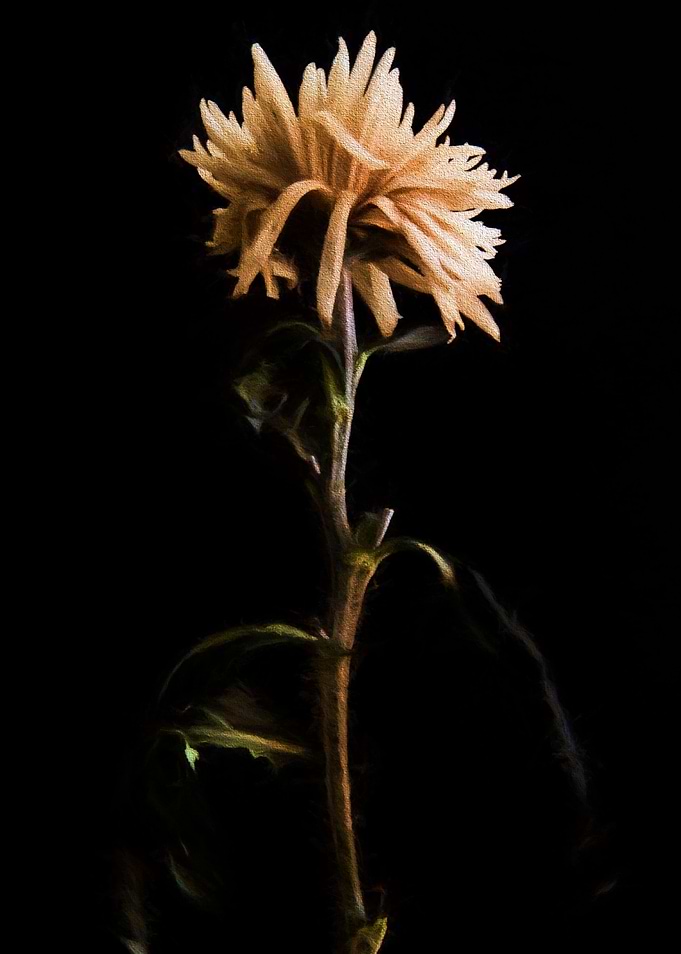 Untitled II