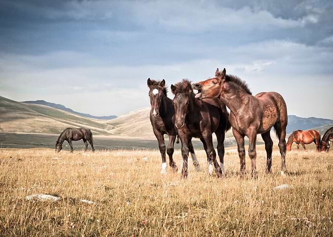 playful horses