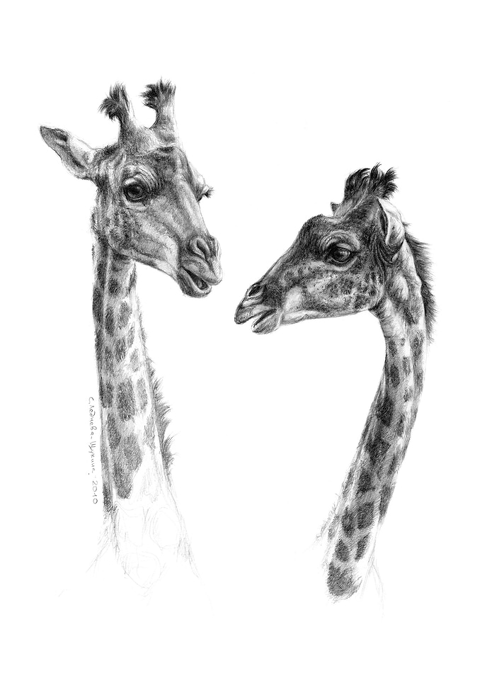 Giraffes G055 by Svetlana Ledneva-Schukina ref.G055