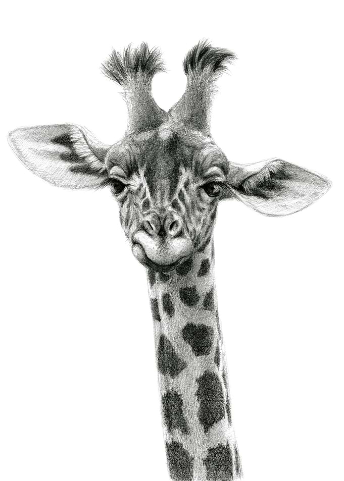 Young giraffe G053 by Svetlana Ledneva-Schukina ref.201 ...