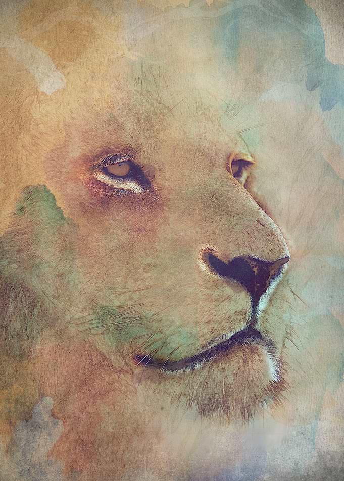 Lion Eyes