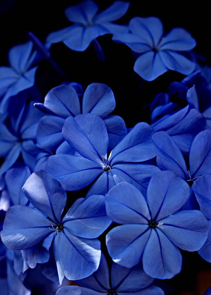 In October in Spain there is an awesome blue glow radia ...
