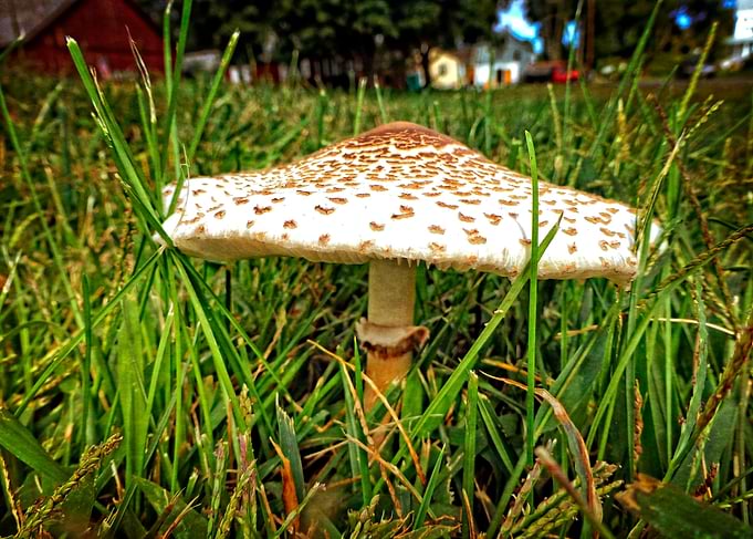 White Toadstool Macro
