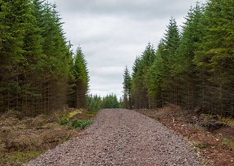 Path to a forest adventure!