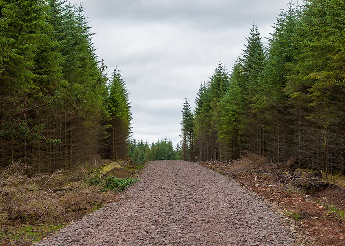 Path to a forest adventure!