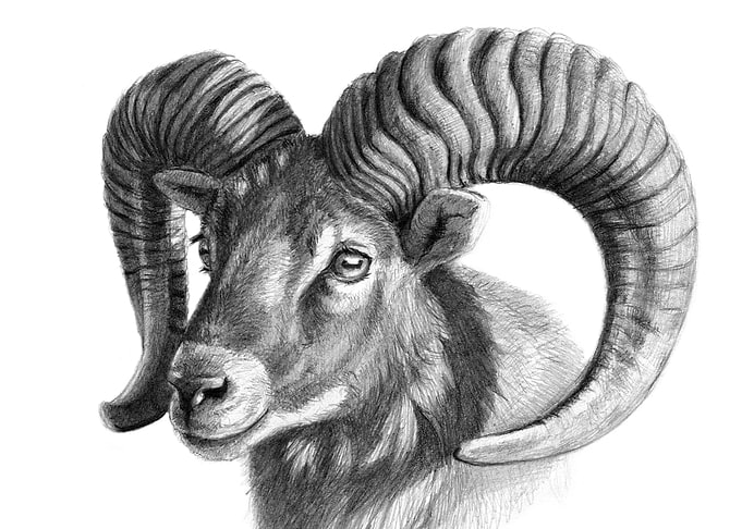 The Mouflon G125 by Svetlana Ledneva-Schukina ref.2016- ...