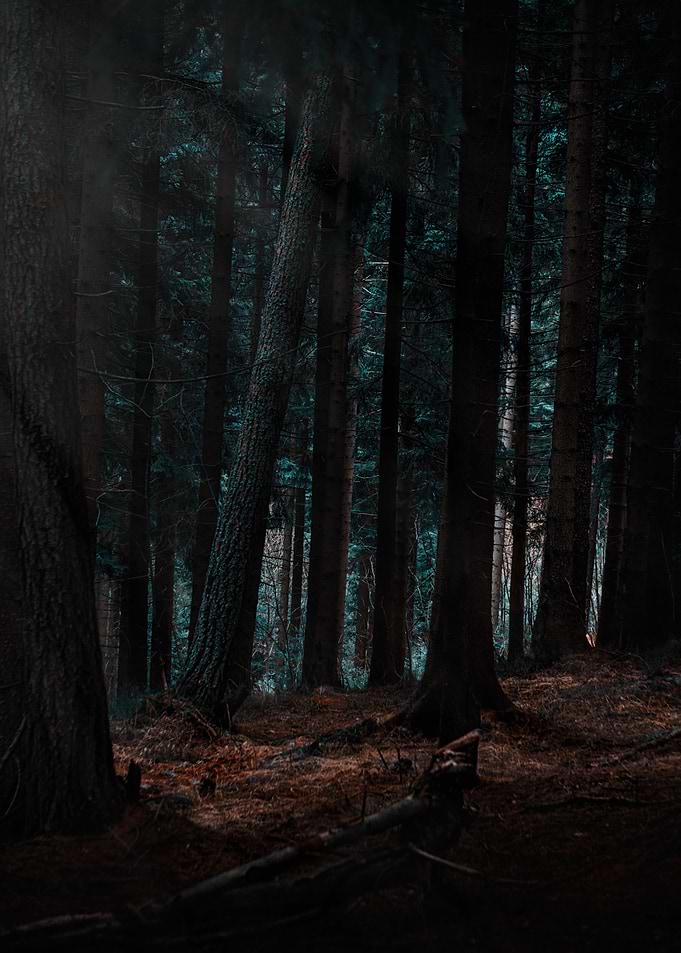 The Enchanted Forest