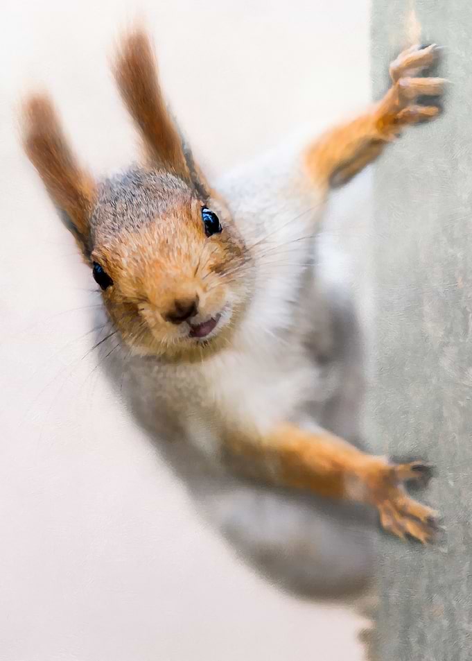 Squirrel - Who Are You?