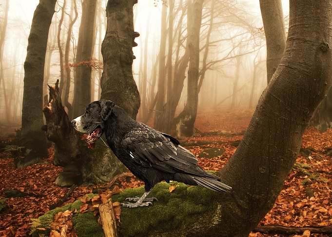 Funny Dog Bird Animal Morph