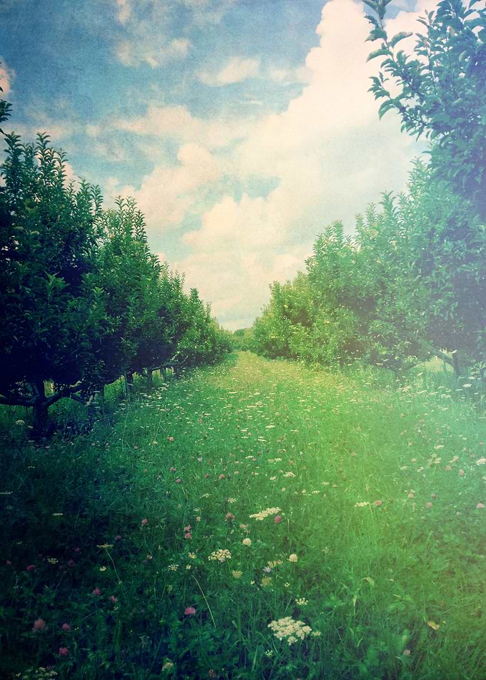 Apple Orchard in Spring