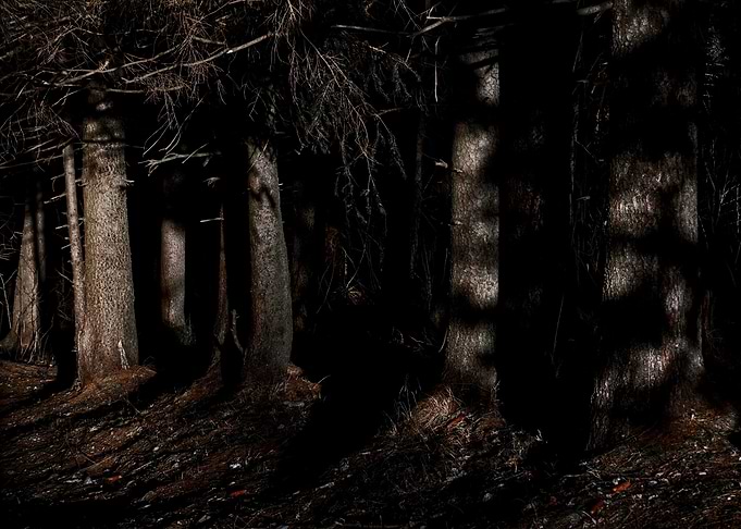 The Mysterious wood