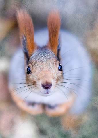 Squirrel Anything To Bite?
