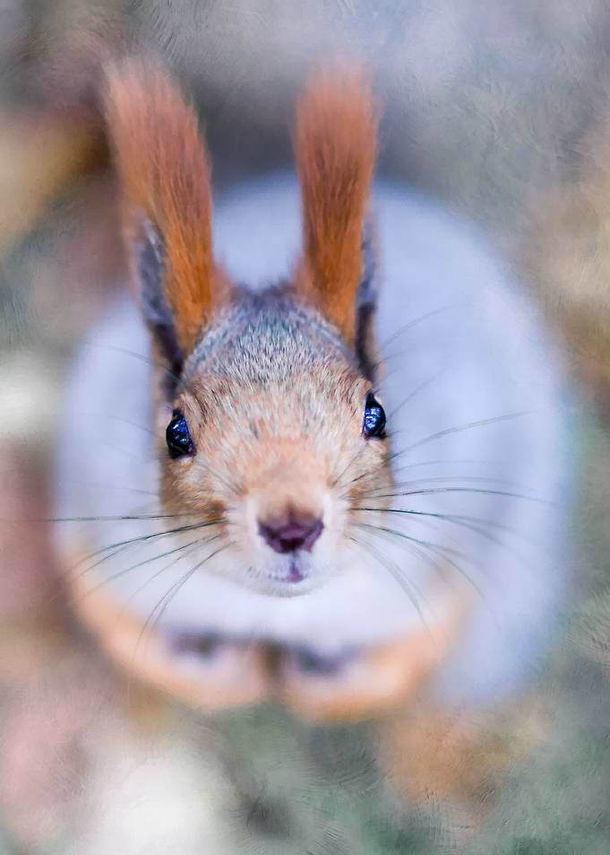 Squirrel Anything To Bite?
