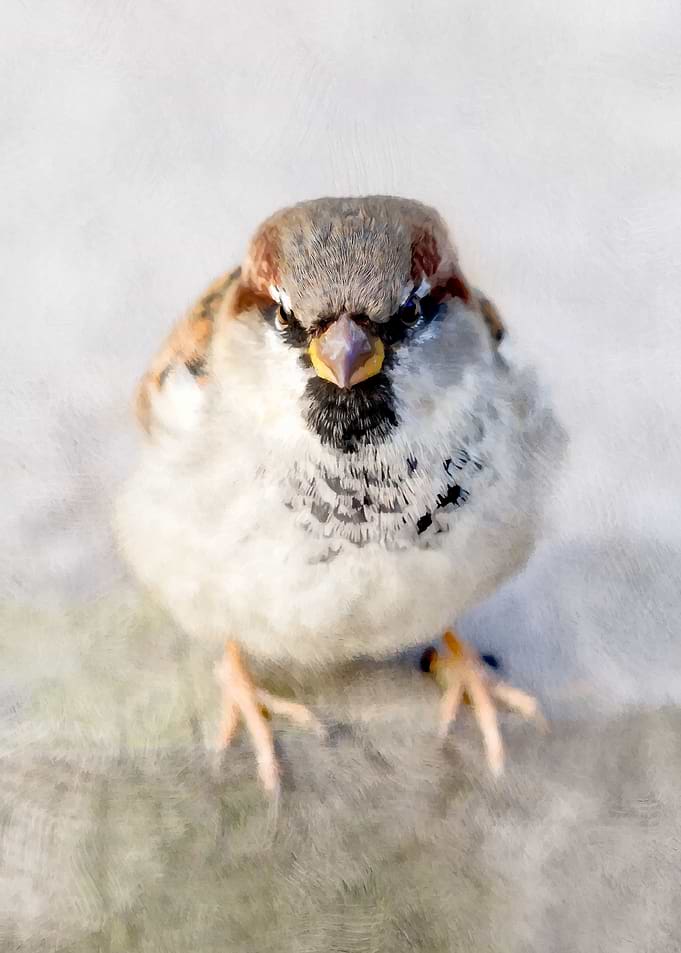 Sparrow Eagle Do-Little
