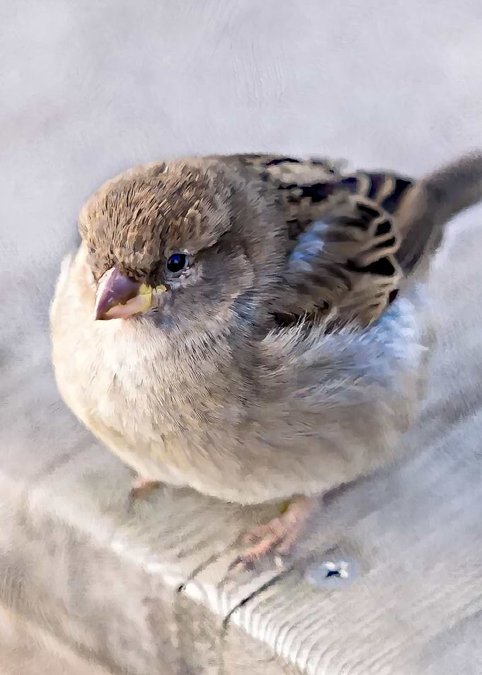 Funny Sparrow Overload