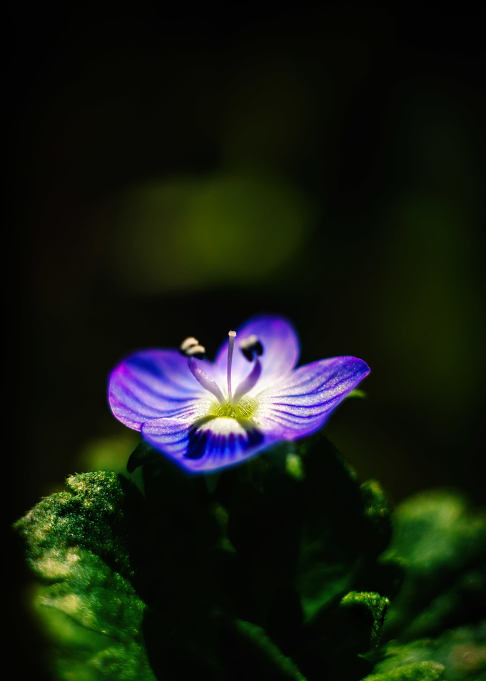 A lone flower in the forest