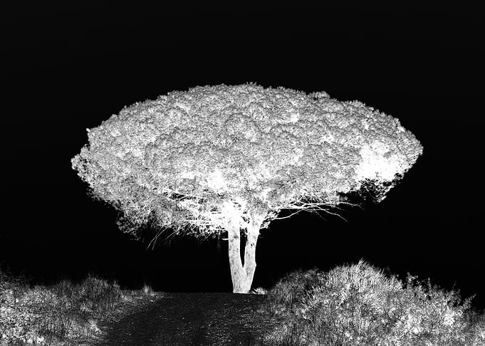 An umbrella tree in Southern Spain. Mixed media art and ...