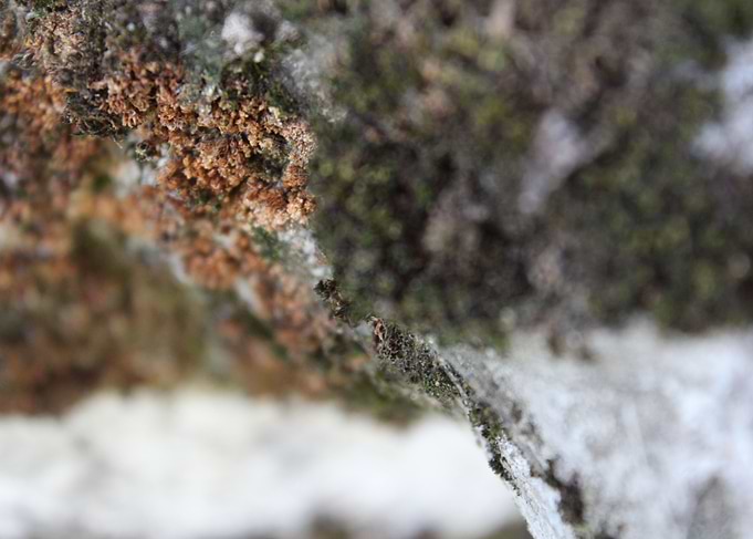 Moss Life