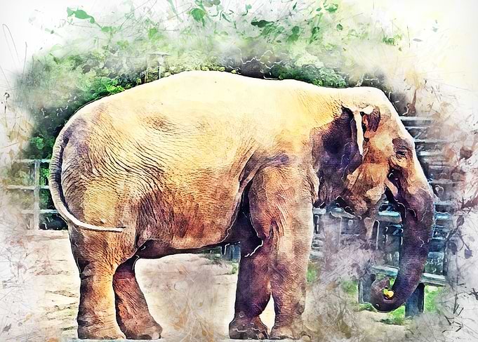 Elephant