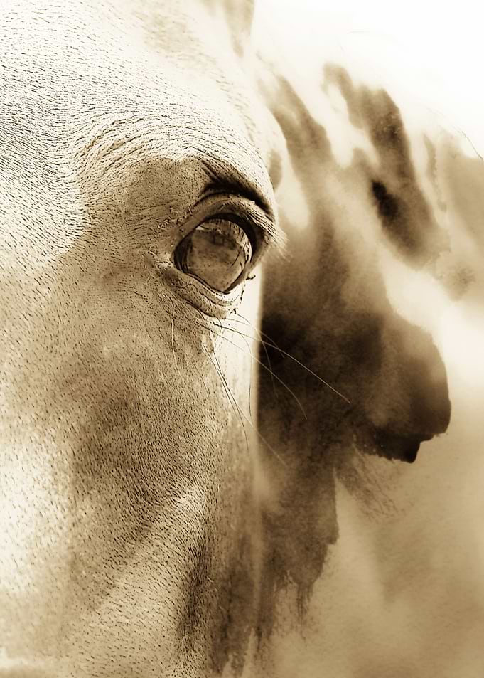A modern abstract of a horses head by Clare Bevan Ph ...