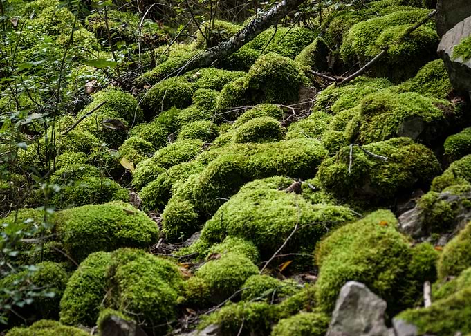 Mossy cobblestone