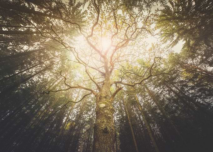 I found a tree in the forest
