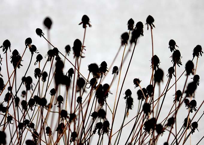 'Winter Flowers'