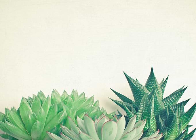 Succulent Forest