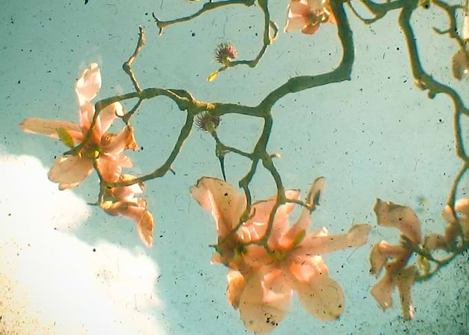 Sweet Magnolia