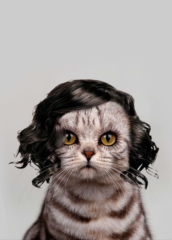 Catality. Personality of a cat.