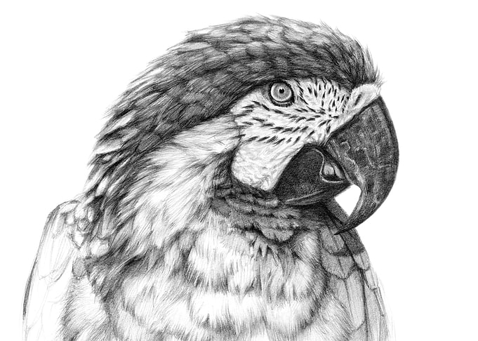 Ara parrot portrait G026 by Svetlana Ledneva-Schukina r ...