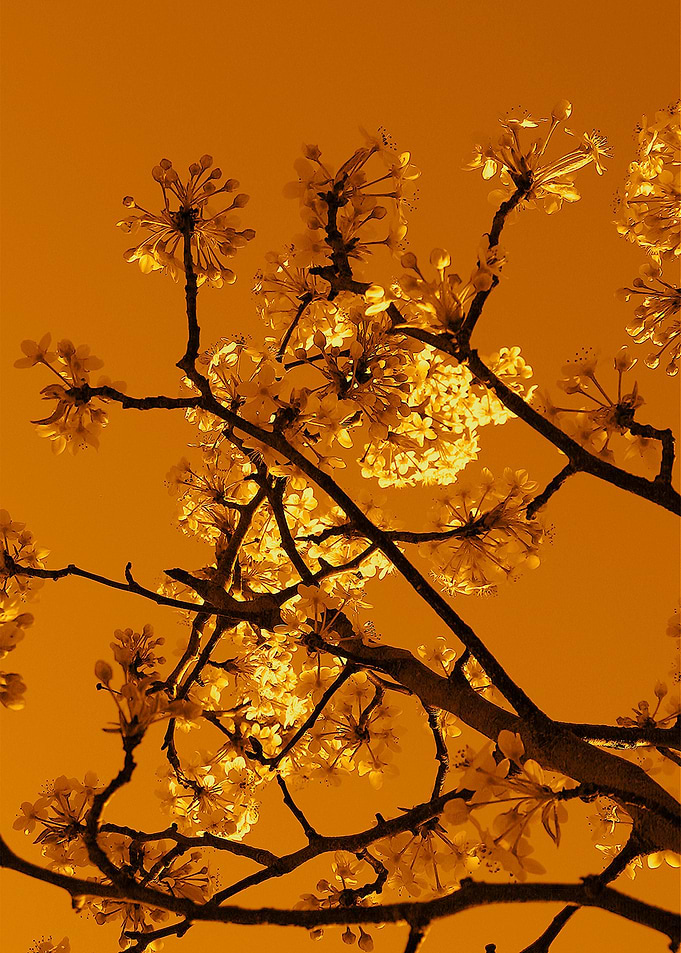 Warm spring tree