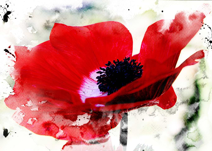 Mixed media art and photography piece of a red anemone ...