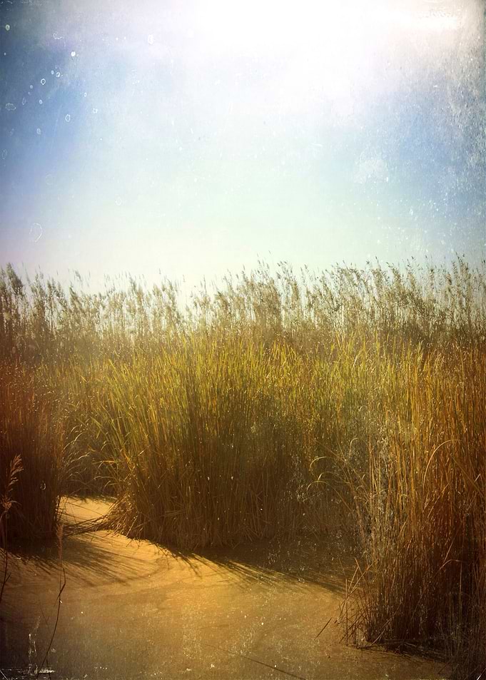 Color photograph 'Little swamp' taken in Delta del Llob ...